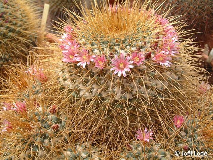 Mammillaria pettersonii ex apozolensis saltensis JLcoll.2520